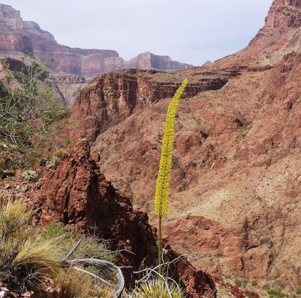 Valley Floor of the Grand Canyon