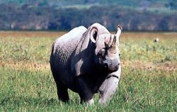 http://www.safariadventuretza.com/