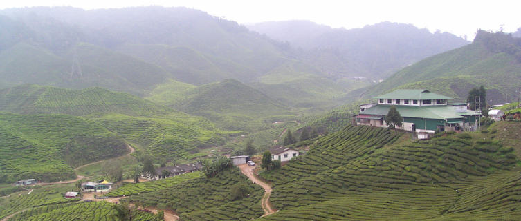 Cameron Highlands in Peninsular Malaysia