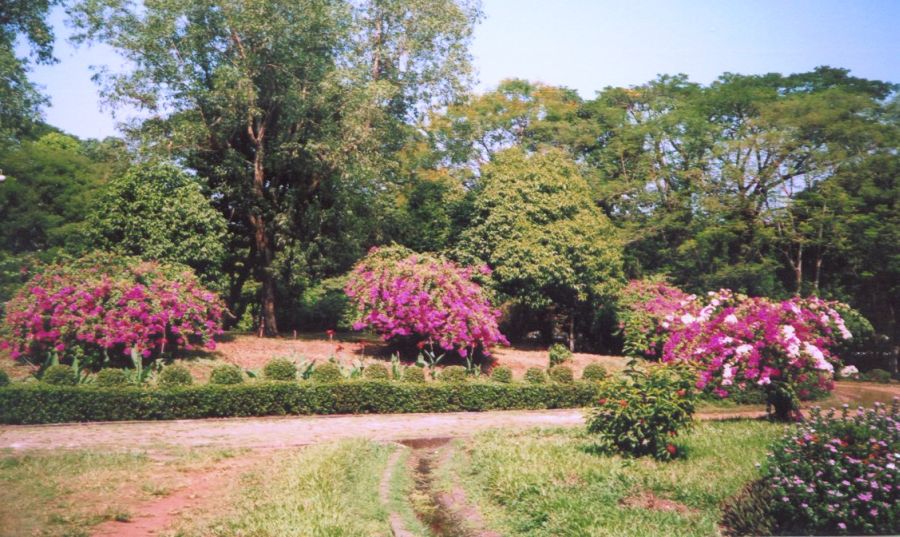 Flowering Shrubs in Thetin Myo Park in Yangon ( Rangoon ) in Myanmar ( Burma )