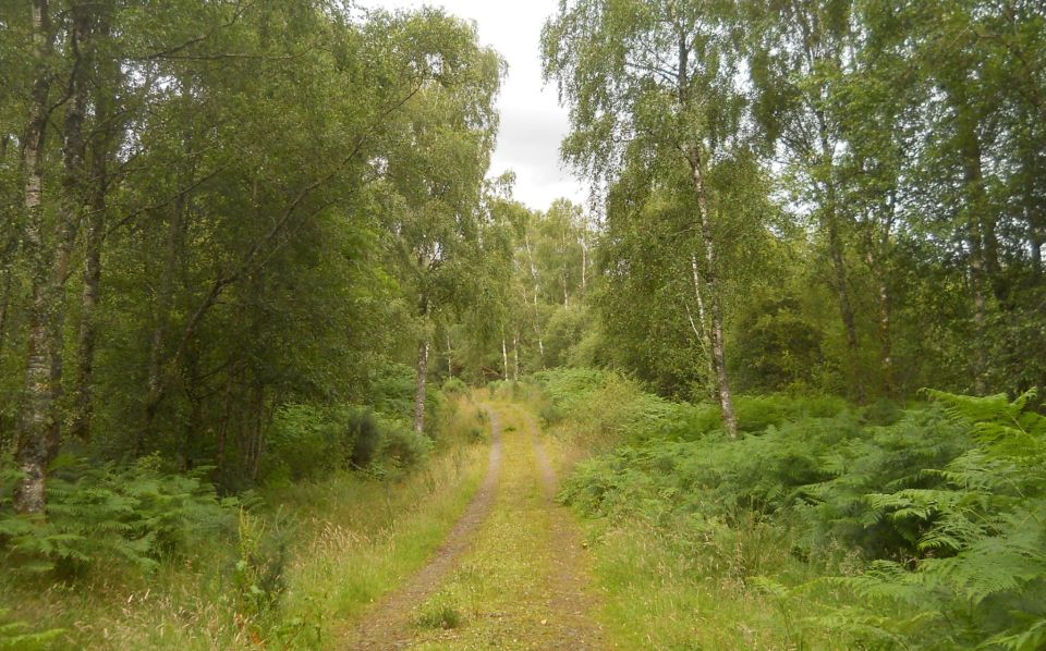 Millennium Forest Trail at Balmaha