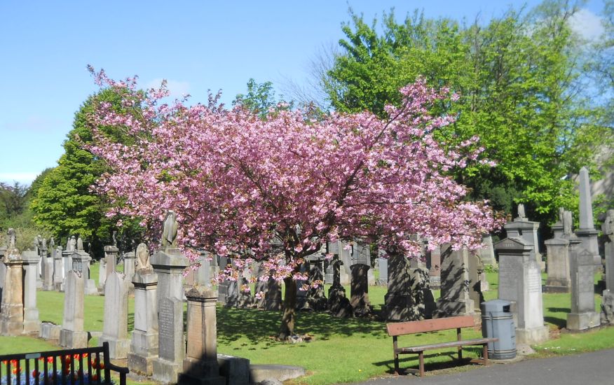 Cherry Blossom in New Kilpatrick Church in Bearsden