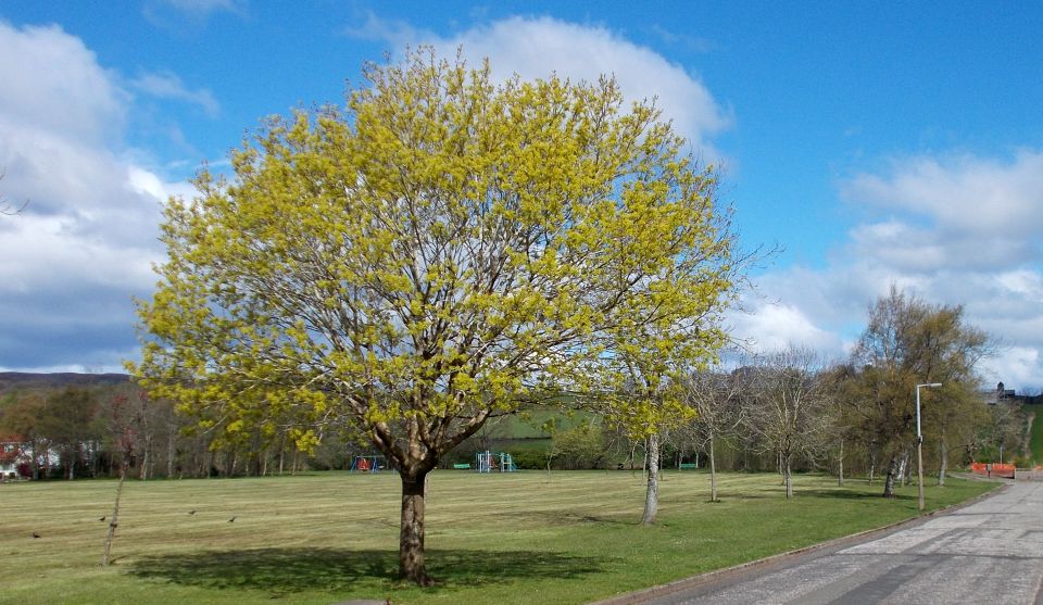 Playing field at Mosshead