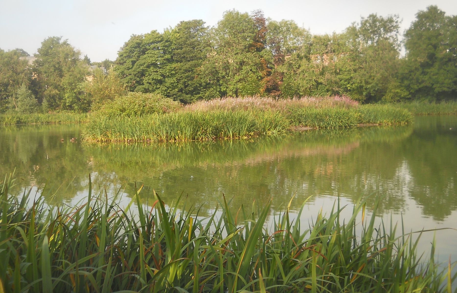 Bingham's Pond in Great Western Road