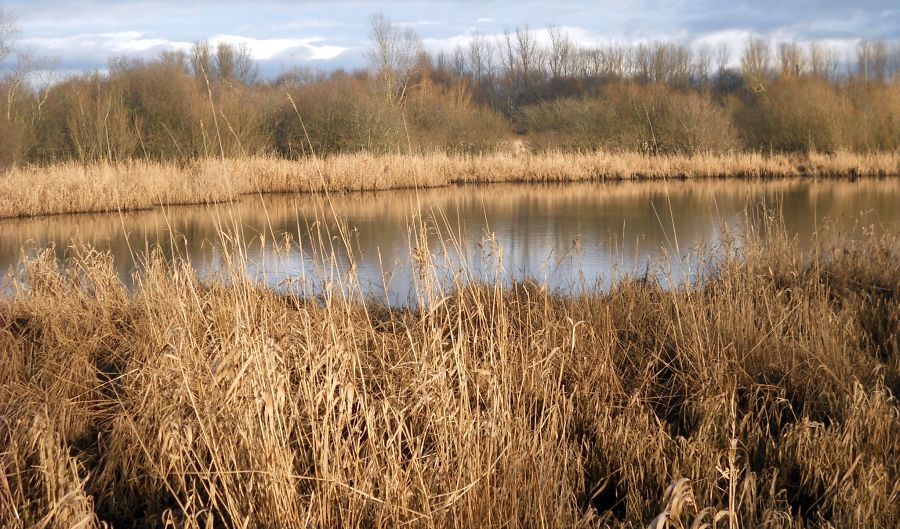 Marshland beside the River Clyde from the walkway to Strathclyde Country Park