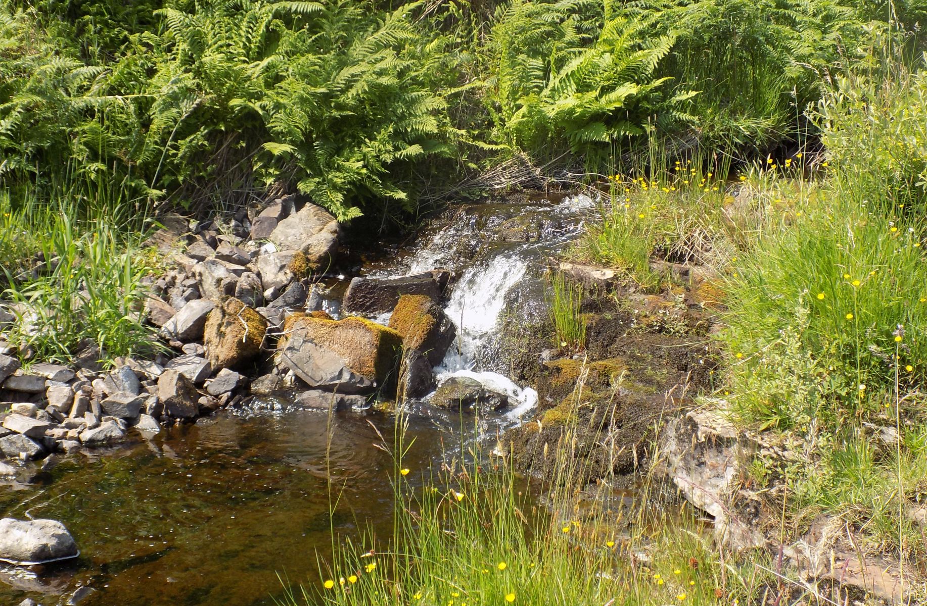 Auldmurroch Burn below Kilmannan Reservoir