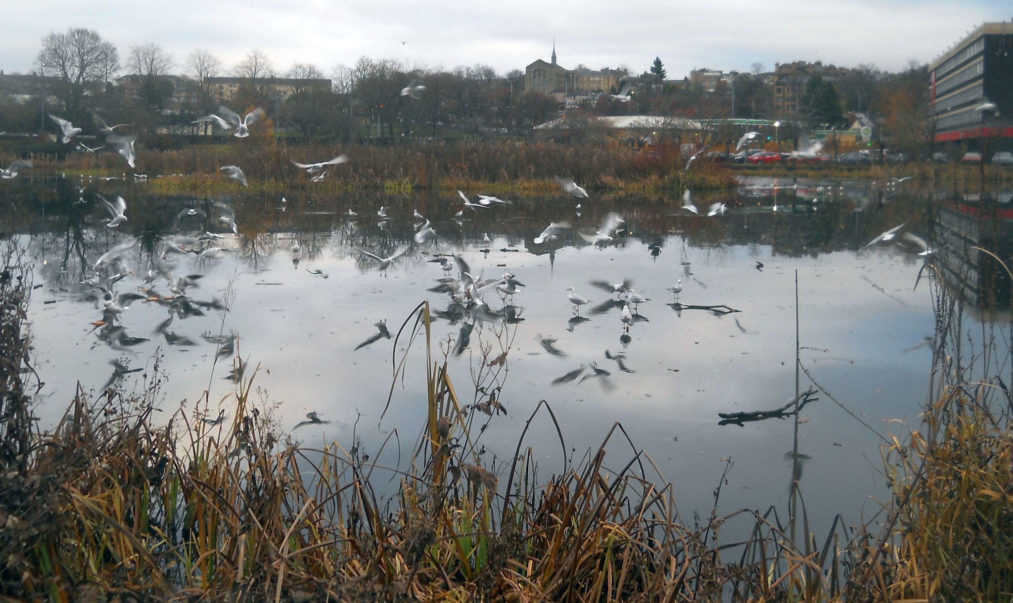 Bingham's Pond in Great Western Road