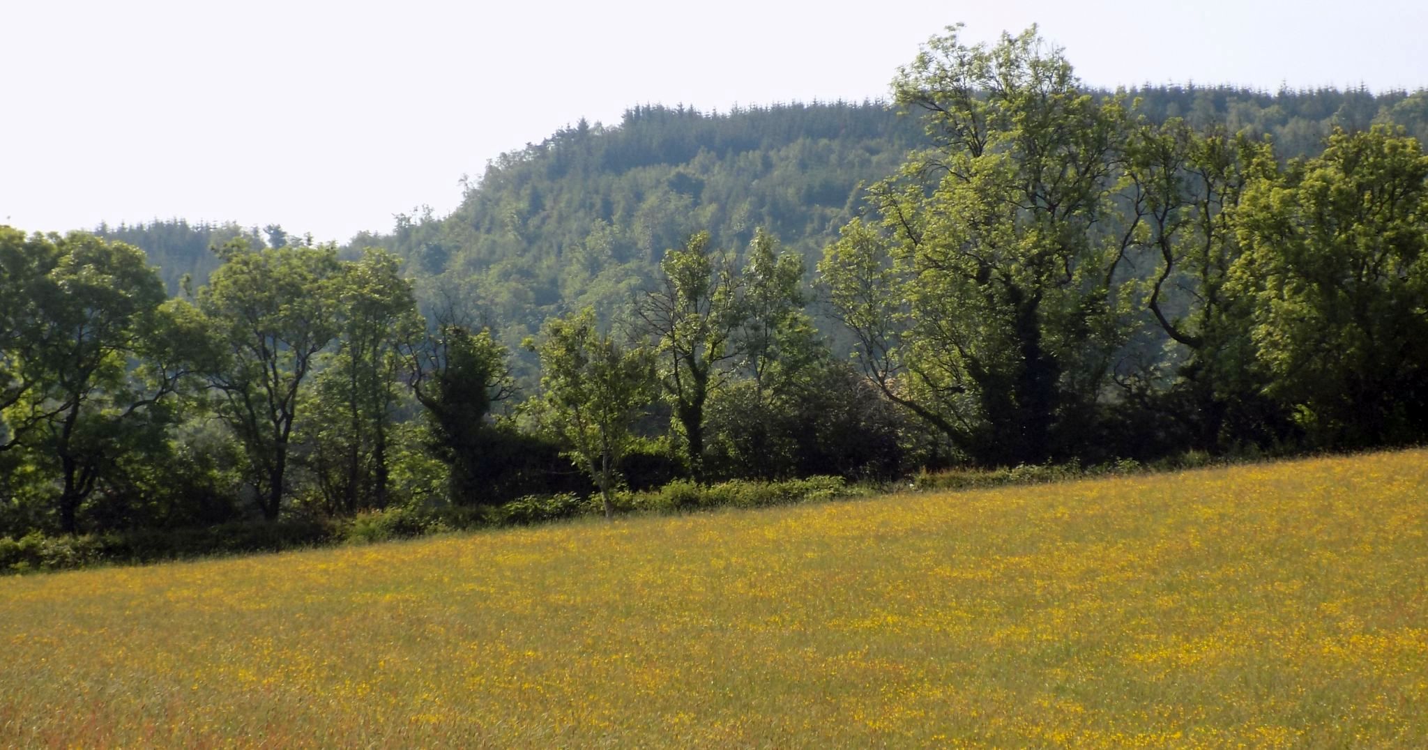 Skiff Woods above Howwood