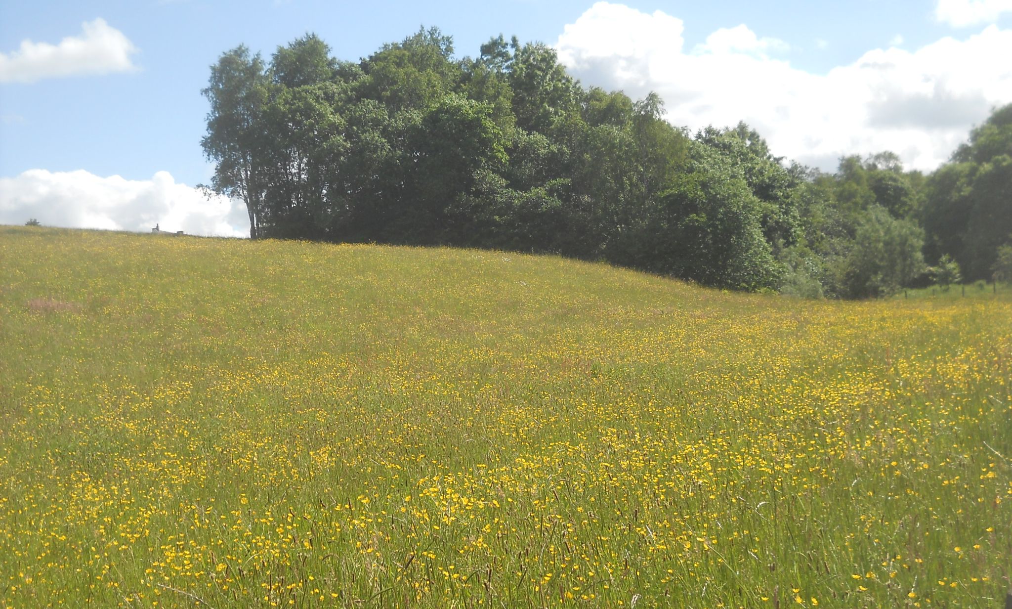 Field above the Luggie Water at Kirkintilloch