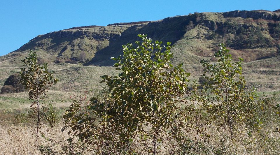 Lang Craigs above Overtoun estate