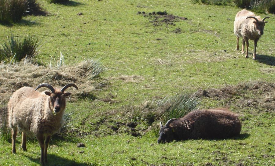 Soay Sheep in Palacerigg Country Park