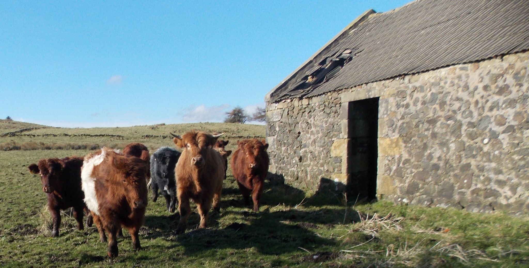 Cattle at Auchen Hill Farm