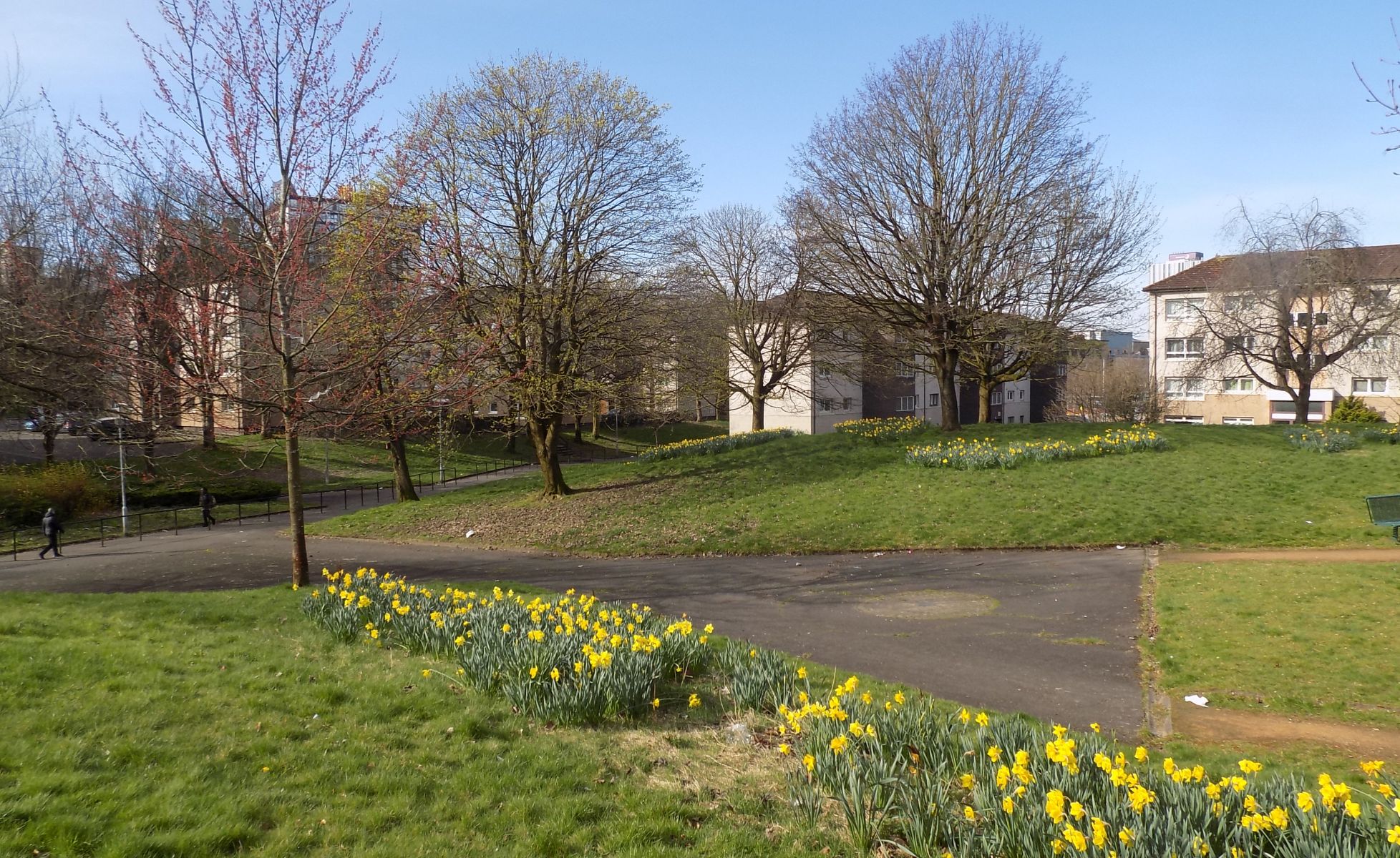 Daffodils at springtime in Townhead