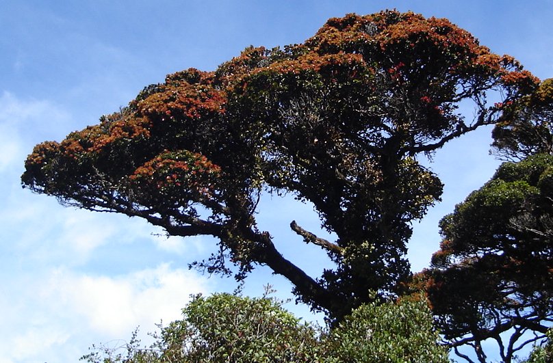 The canopy on Mount Pedro