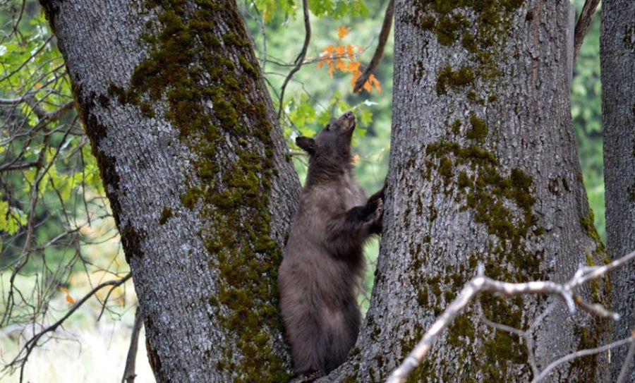 Bear in Yosemite Valley